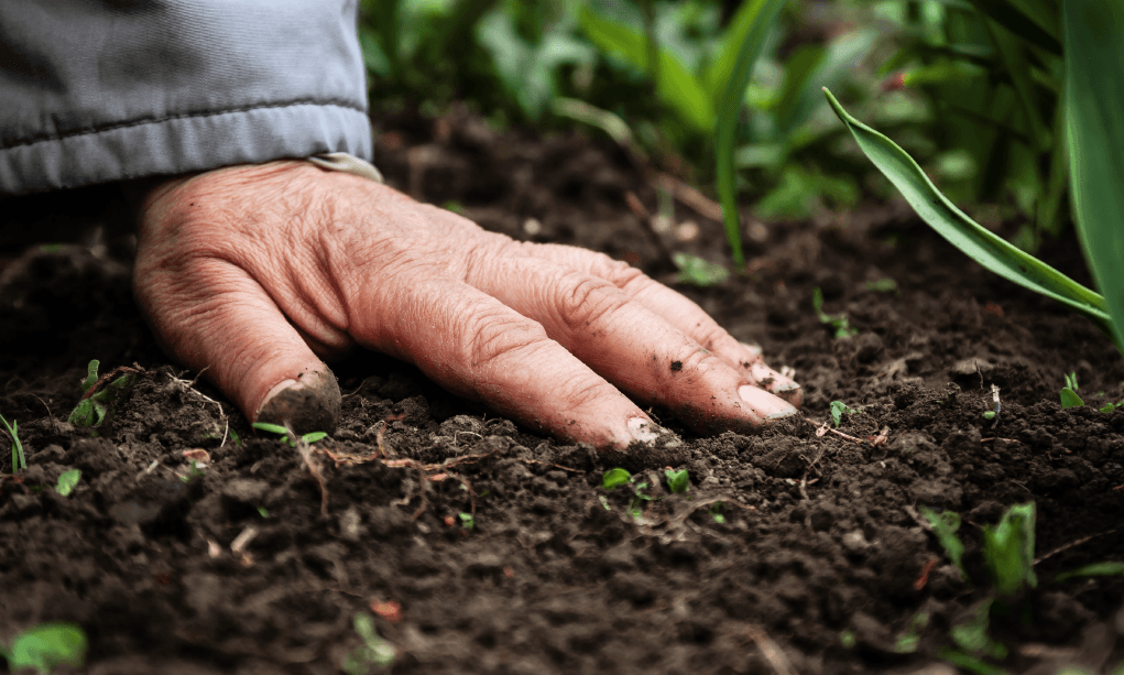 Aprovacao de Insumos para uso na agricultura organica e sustentavel