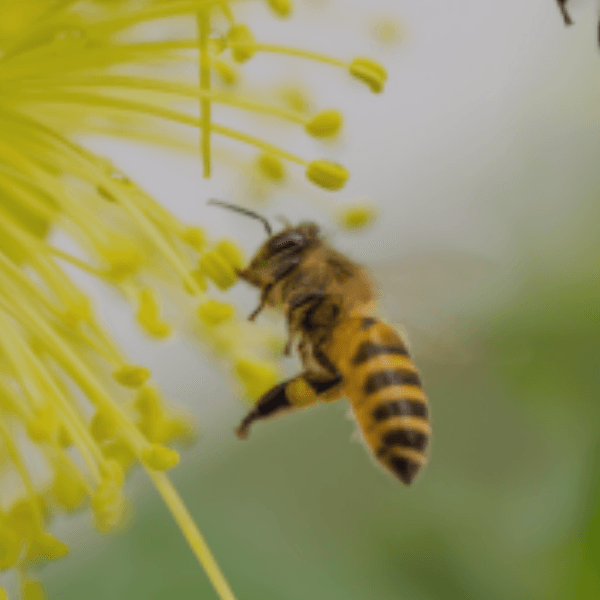 Asegurando el Futuro con PrimusGFS: Módulo 9 y Prácticas de Conservación de Polinizadores Asegurando el Futuro con PrimusGFS: Módulo 9 y Prácticas de Conservación de Polinizadores
