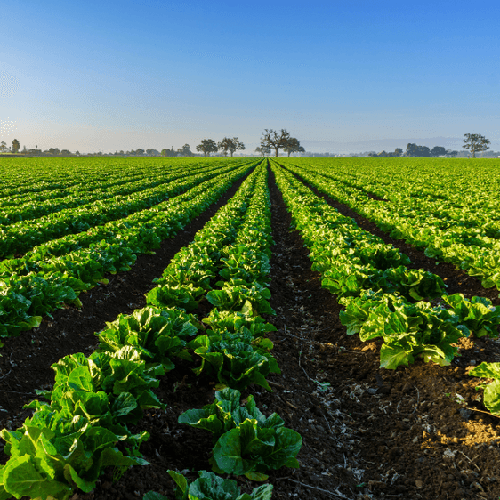 Actualización GLOBALG.A.P.: Cambios Clave en FSMA PSR V2.1 - Lo Que Necesitas Saber Actualización GLOBALG.A.P.: Cambios Clave en FSMA PSR V2.1 - Lo Que Necesitas Saber