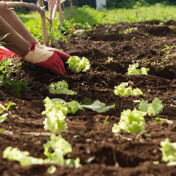Certificação de Insumos para Agricultura Regenerativa: Qualidade e sustentabilidade como diferenciais competitivos Certificação de Insumos para Agricultura Regenerativa: Qualidade e sustentabilidade como diferenciais competitivos