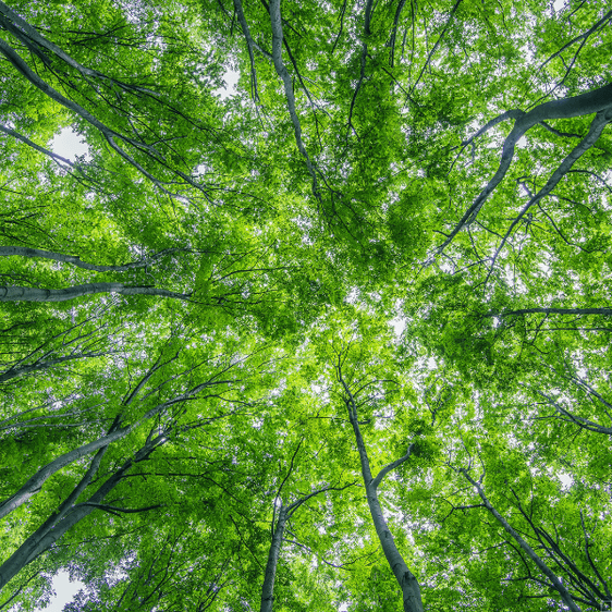 Deep Dive into the EU Deforestation Regulation (EUDR): Roles, Responsibilities, and Practical Scenarios Deep Dive into the EU Deforestation Regulation (EUDR): Roles, Responsibilities, and Practical Scenarios