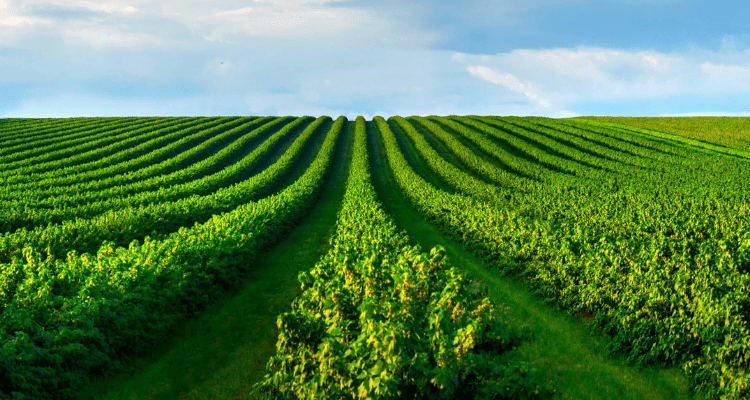 Strengthening Harvest Equipment Sanitation: PrimusGFS Requirements & Upcoming v4.0 Updates Strengthening Harvest Equipment Sanitation: PrimusGFS Requirements & Upcoming v4.0 Updates